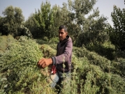 مزارع الزعتر في غزة تخطو نحو الاكتفاء الذاتي 