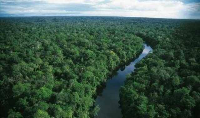 تزايُد تدمير غابات الأمازون بـ 278% في تموز
