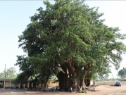 قدست سابقا.. شجرة ضخمة في السنغال تتحول مقصدا للسياح 