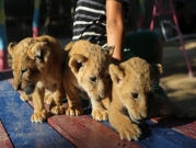 ولادة ثلاثة أشبال في حديقة حيوانات في غزّة