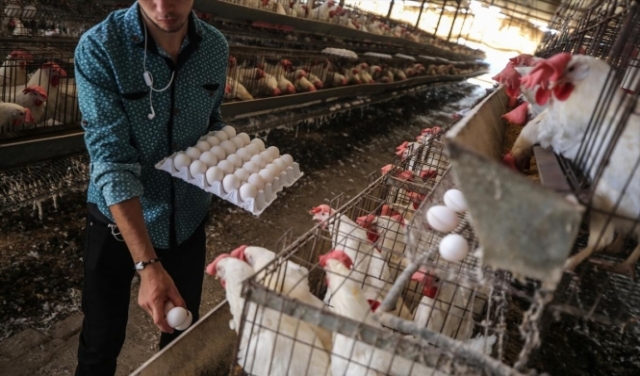 غزة تستهلك نحو 200 مليون بيضة سنويا 