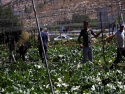 الاحتلال يهدد بوقف استيراد المنتجات الزراعية من الضفة الغربية