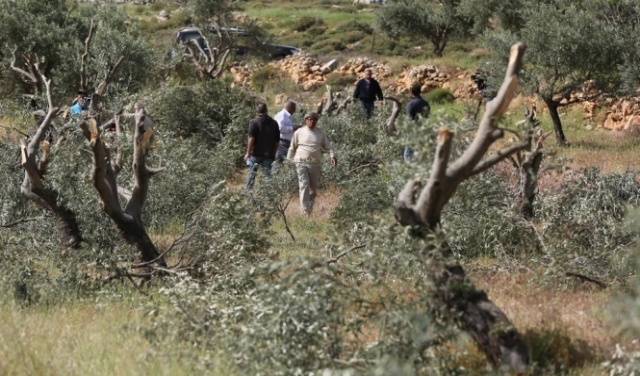 مستوطنون يقطعون 118 شجرة زيتون بسلفيت ونابلس