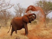 زيمبابوي: نفوق 200 فيل منذ الشهر الماضي نتيجة الجفاف