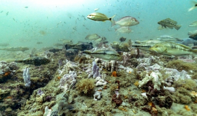 أسماك وشعب مرجانية، ماذا تخفي البحار في أعماقها؟