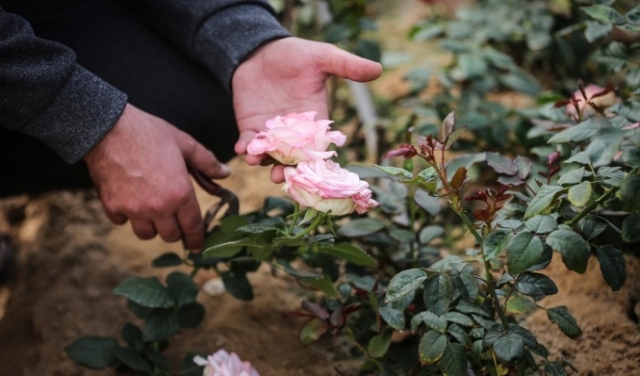 غزّة: انتعاش حذر لزراعة الورود عشيّة رأس السّنة