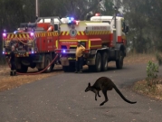 أستراليا: "مليار حيوان قد نفقت في الحرائق"