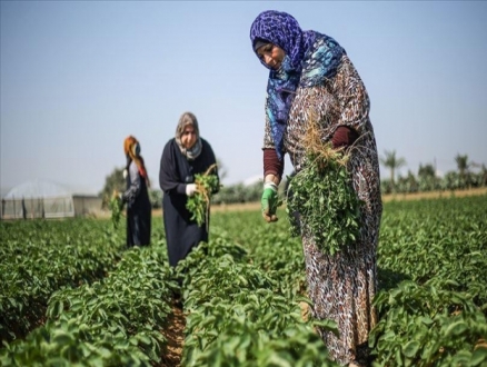 عاملات في أراضي الحدود: معاناة الغزيات في المناطق المهمشة