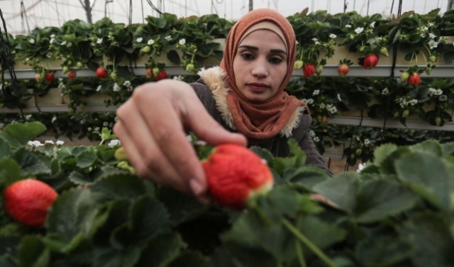 تلقيط الفراولة في غزة