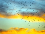 أسراب الطيور تحلق في سماء كوتاهية التركيّة