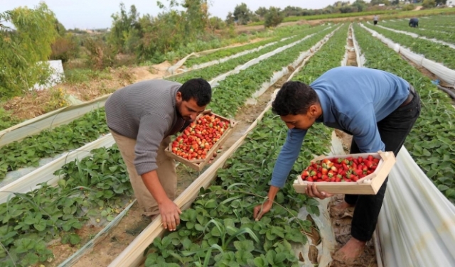 إسرائيل لم تبلغ السلطة الفلسطينية بوقف استيراد المنتجات الزراعية