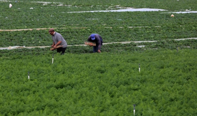 الاحتلال يمنع تصدير المنتجات الزراعية الفلسطينية للخارج