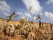 خطر المجاعة القادم: الجراد الصحراوي في أفريقيا