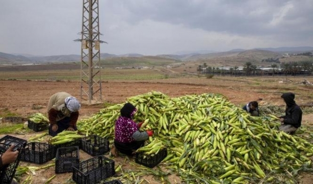 إسرائيل تمنع تصدير المنتجات الزراعية الفلسطينية عبر الأردن