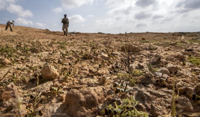 الصومال: الاستعداد لمواجهة الجراد خوفًا من المجاعة