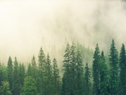 الغابات الإستوائية تفقد قدرتها على امتصاص ثنائي أكسيد الكربون