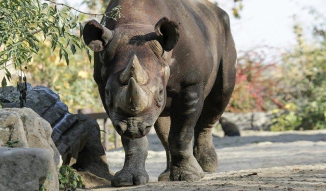 آمال بإنقاذ وحيد القرن الأسود من الانقراض مع زيادة أعداده