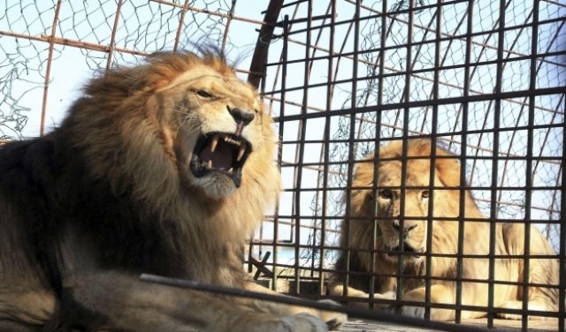 أكبر حدائق الحيوان بمصر تحتضن الحيوانات والحراس بظل كورونا