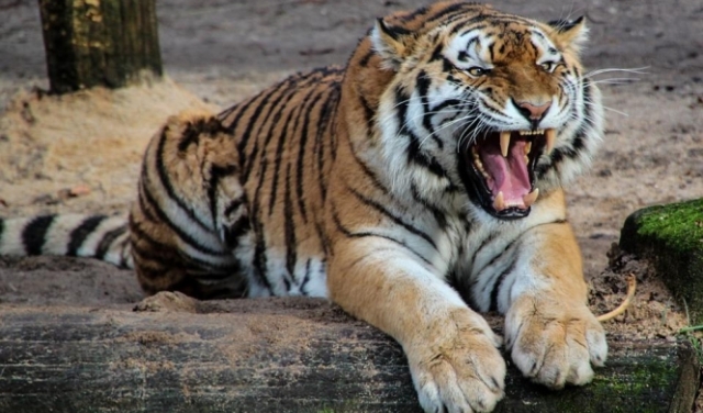 نيويورك: إصابة نمر بحديقة حيوانات بفيروس كورونا