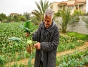 الزراعة ملاذ الفلسطينيين خلال العزلة المنزلية