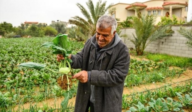 الزراعة ملاذ الفلسطينيين خلال العزلة المنزلية