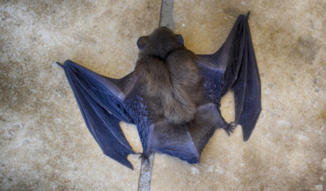 دراسة أميركية:  6 فيروسات مجهولة جديدة مصدرها الخفافيش 