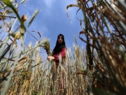 حصاد القمح في خان يونس لإعداد الفريكة
