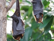 أميركا: وقف تمويل "أبحاث الخفافيش" بالصين وتحذيرات من وباء جديد