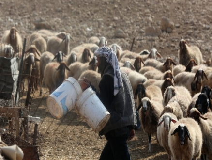 تصاعد اعتداءات المستوطنين على القطاع الزراعي في الأغوار