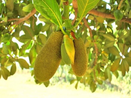 "الجاكيّة لحمة النباتيين"