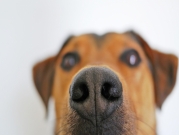  "كلاب الكشف الطبي": مشروع تجارب في بريطانيا