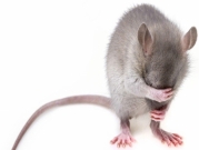 هل الإنسان هو المسؤول عن انتشار الفئران الرماديّة؟