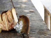 سلوك "غير معتاد أو عدواني" قد يطرأ عند الفئران إثر كورونا