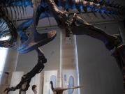 مستحاثات تكشف فصيلىة جديدة من الديناصورات