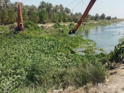 "زهرة النيل".. تمتص مياه العراق وتختنق تحتها كل حياة