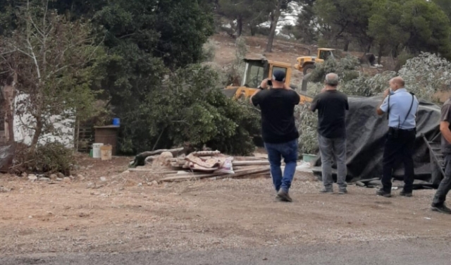 إعدام أشجار زيتون في يافة الناصرة