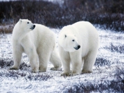 الدببة القطبية تواجه خطر الانقراض بسبب ارتفاع درجات الحرارة