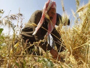 الحاجة أم الاختراع: تطوير آلة تحصد القمح وتصنع التبن بغزة 