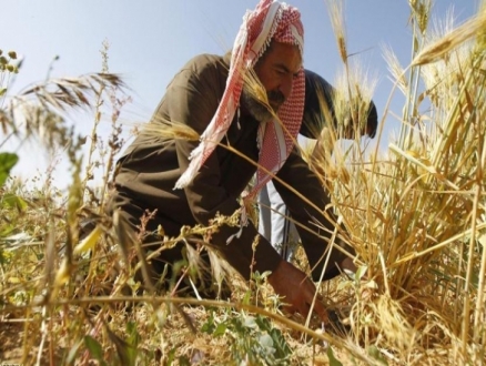 الحاجة أم الاختراع: تطوير آلة تحصد القمح وتصنع التبن بغزة