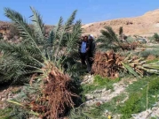 اعتقال 17 فلسطينيا بالضفة واقتلاع عشرات أشجار النخيل بالأغوار