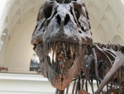 مزاد يعرض هيكلا عظميا لتيرانوصور في نيويورك