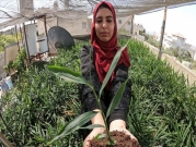 مهندسة زراعيّة فلسطينية توفّر عملها باللجوء لزراعة سطح بيتها