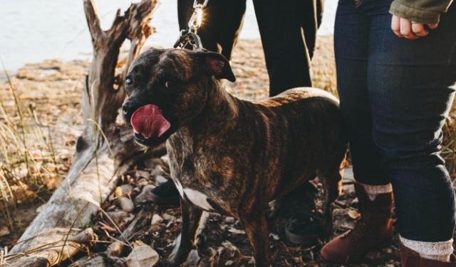السلطات الروسيّة تستعين بكلاب هجينة لرصد إصابات كورونا