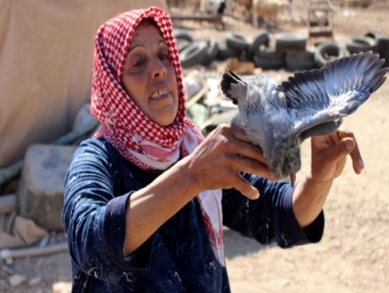سيدة فلسطينية تحمل حمامة بعيد هدم قوات الاحتلال الإسرائيلي منزلها في بلدة يطا جنوب الخليل