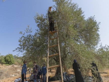 السقوط عن علو الأكثر انتشارا لإصابات الأولاد بموسم الزيتون