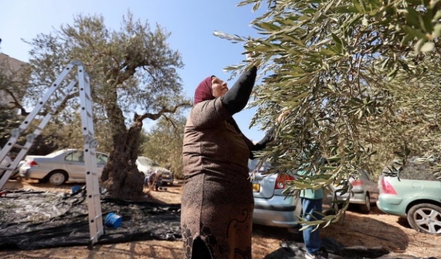 قطف الزيتون في مخيم شعفاط