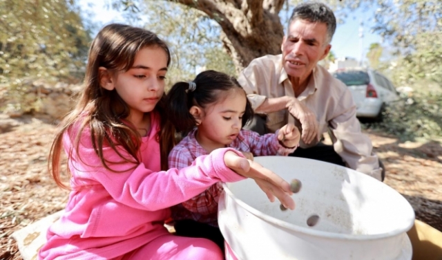 الأطفال يشاركون في قطف الزيتون في مخيم شعفاط