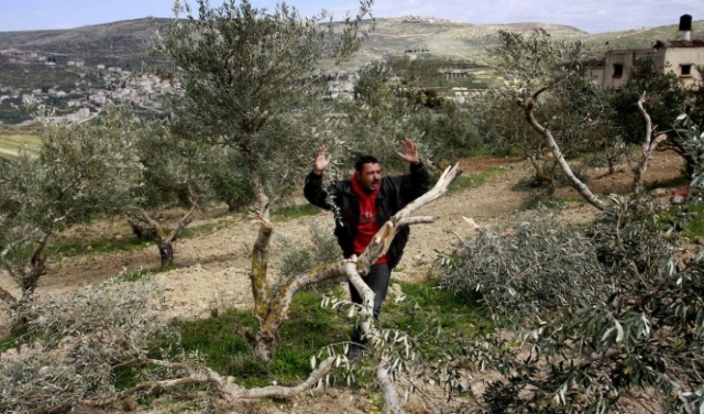استهداف ممنهج لأشجار الزيتون في الضفة