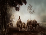 "اختبار إلكتروني وطني" حول حياة البقر ومميزاتها في الهند