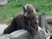 فرنسا تمنع ترهيب الدببة البنيّة بإطلاق القنابل الصوتية 